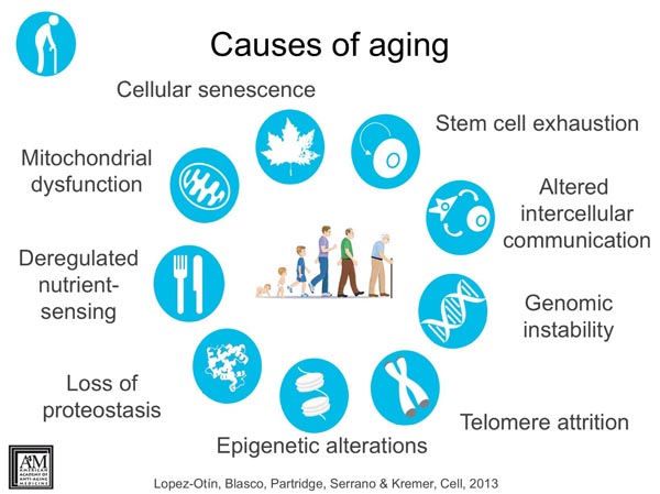 causes of aging