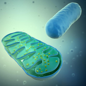 neurological health and mitochondria