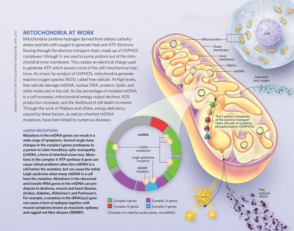 mitochondria at work