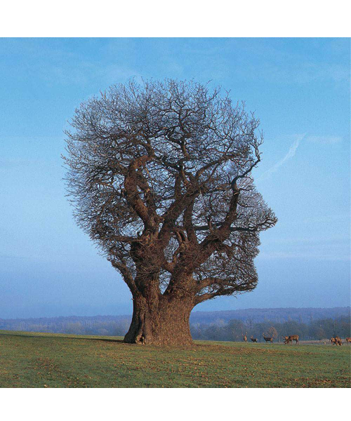 tree brain